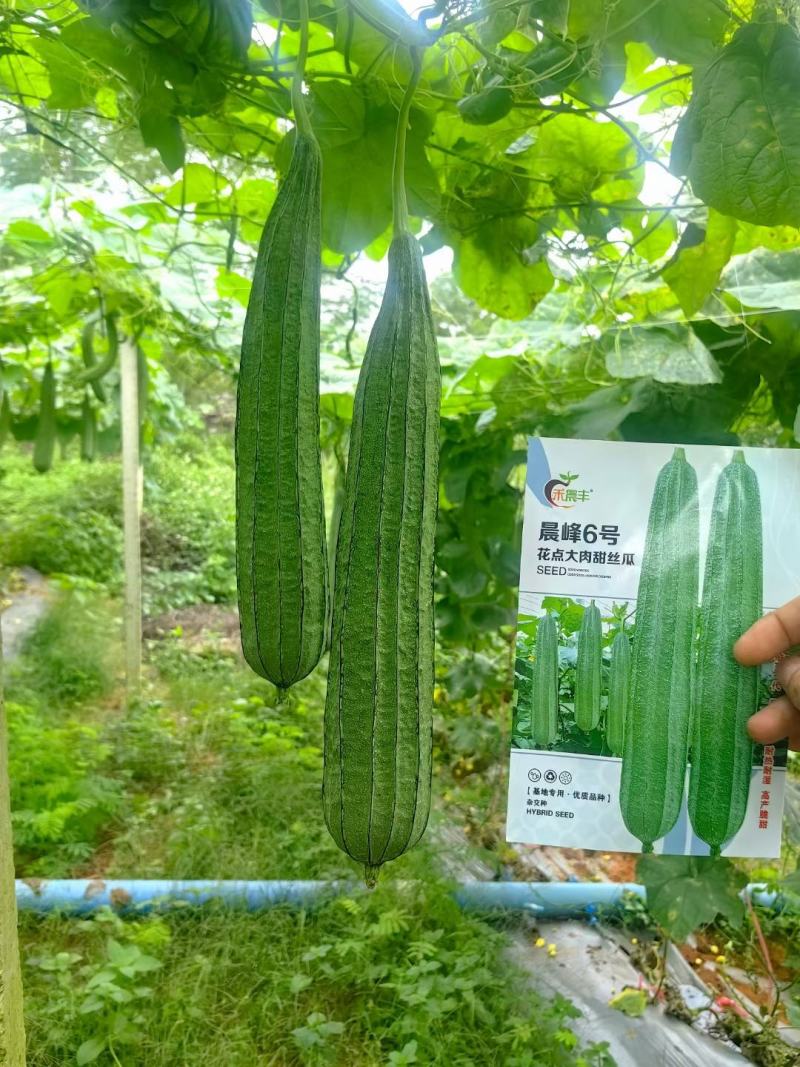 早中熟大肉花点丝瓜坐果能力强一致性强头尾均匀厂家直发