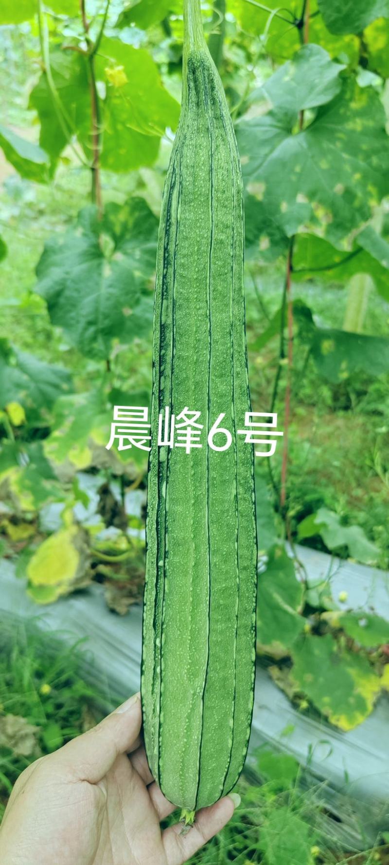 早中熟大肉花点丝瓜坐果能力强一致性强头尾均匀厂家直发