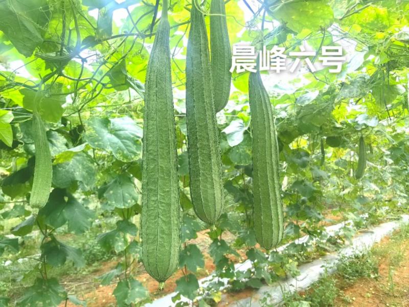 早中熟大肉花点丝瓜坐果能力强一致性强头尾均匀厂家直发