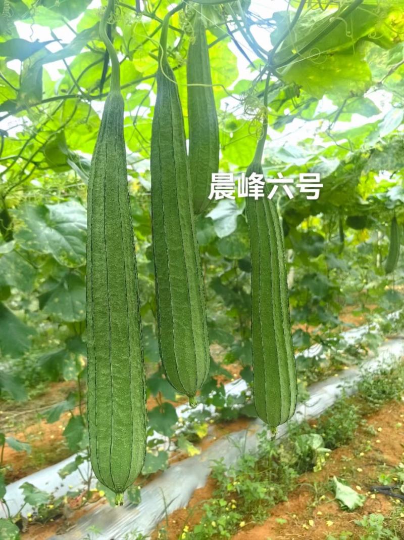 早中熟大肉花点丝瓜坐果能力强一致性强头尾均匀厂家直发