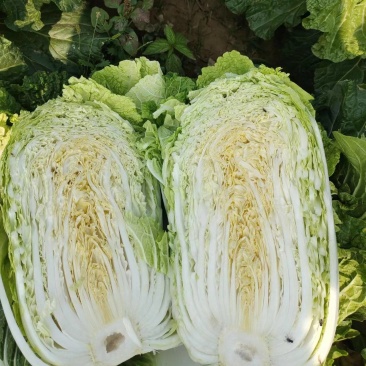 河北大白菜净菜大量供应需要的联系我无虫眼无烧心