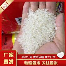 优质大米长粒香米基地直供一手货源保质保量诚信经营