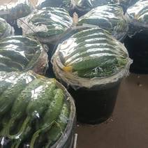 黄瓜吉林优质黄瓜产区直供量大从优欢迎选购可视频