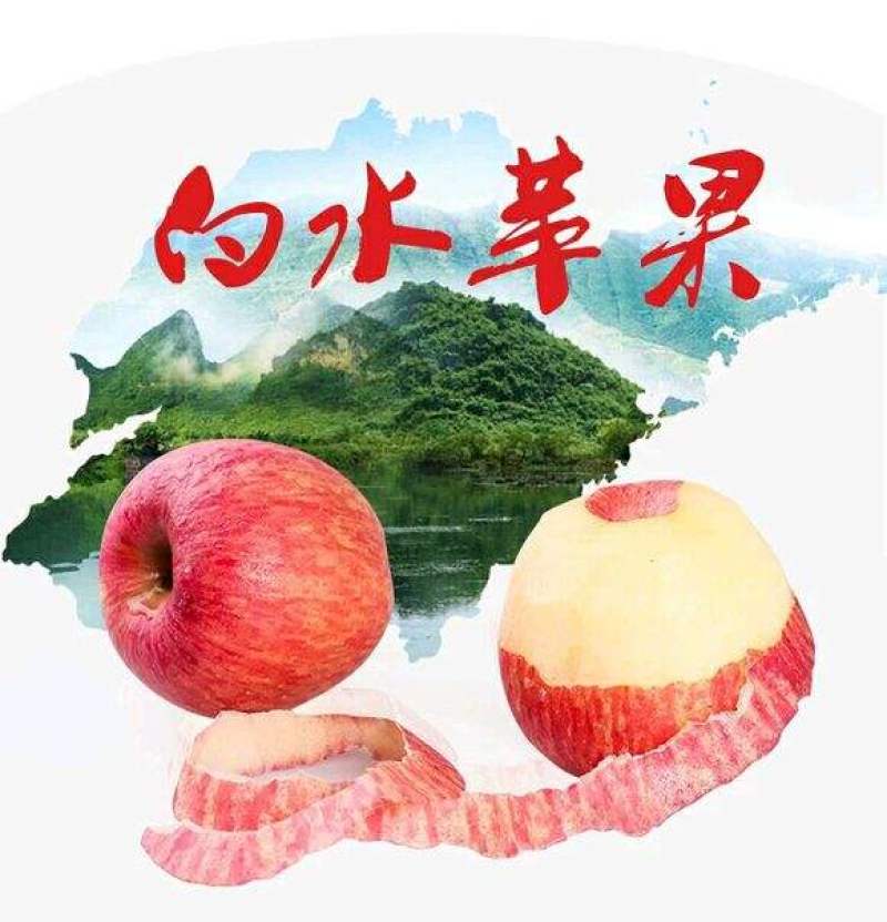 陕西白水红富士苹果甲天下产地现摘现发直发