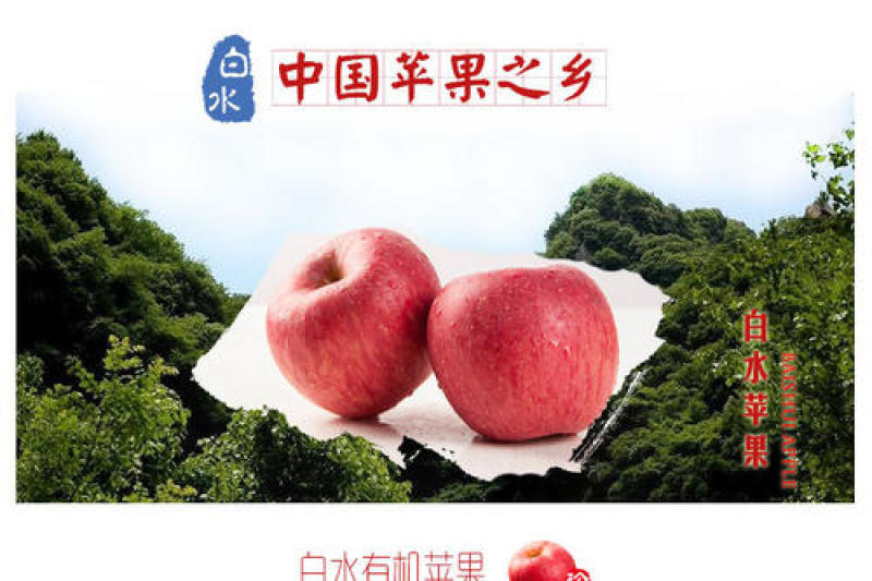 陕西白水红富士苹果甲天下产地现摘现发直发