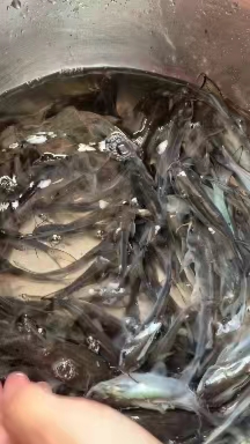 优选叉尾鮰鱼苗淡水养殖存活率高适应能力强