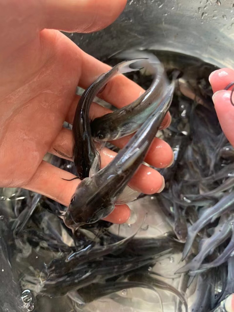优选叉尾鮰鱼苗淡水养殖存活率高适应能力强