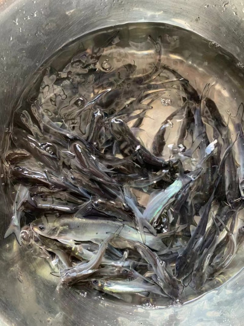 优选叉尾鮰鱼苗淡水养殖存活率高适应能力强