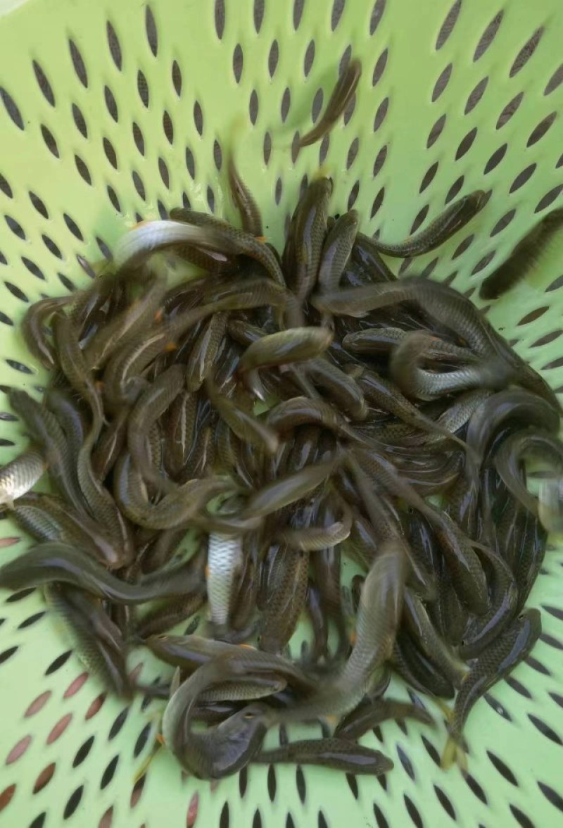 优选军鱼苗光倒刺粑鱼苗淡水养殖存活率高