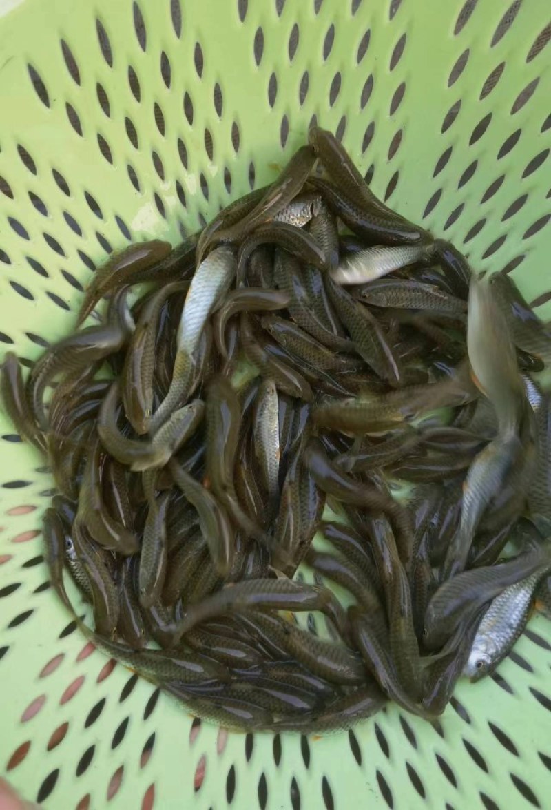 优选军鱼苗光倒刺粑鱼苗淡水养殖存活率高