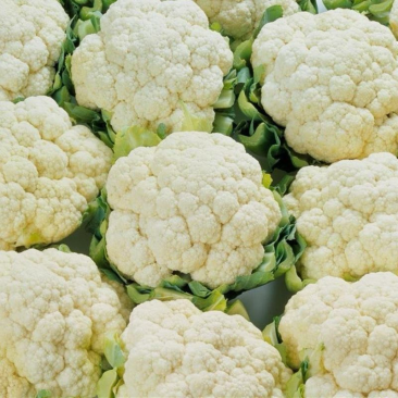 精品松花菜有机花菜山东直供保质保量诚信经营欢迎来电