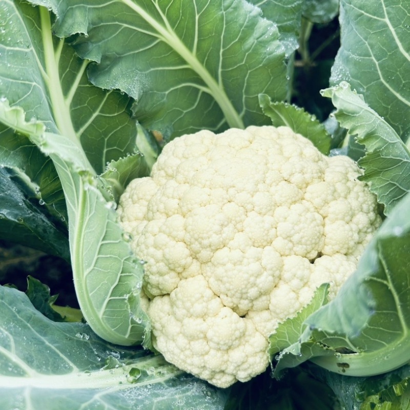 精品松花菜有机花菜山东直供保质保量诚信经营欢迎来电