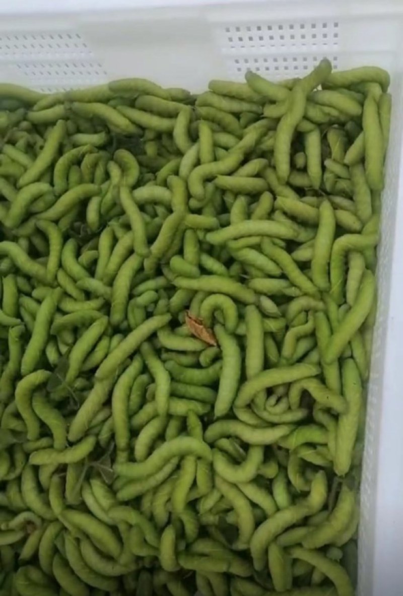 豆丹养殖豆虫饲养，门槛低，周期短，包技术，包回收。