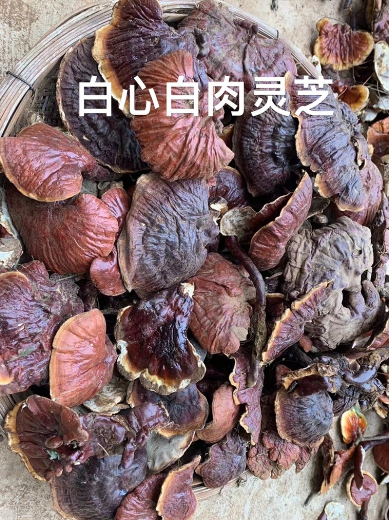 【西藏特产】西藏野生白心白肉灵芝野生灵芝直播间