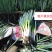 正品进口品种日本钢葱铁杆大葱种子厂家包邮