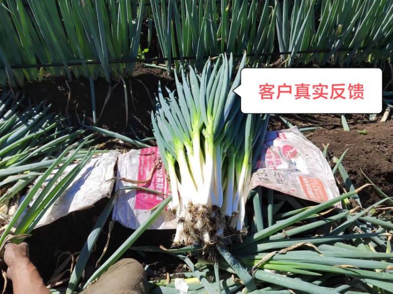 正品进口品种日本钢葱铁杆大葱种子厂家包邮