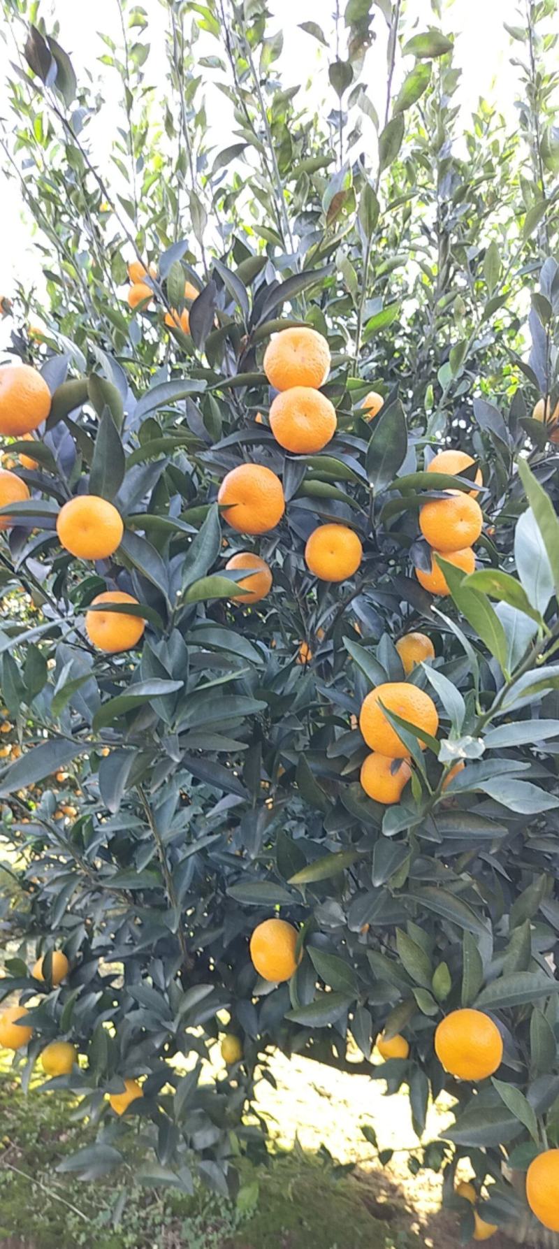 南丰蜜桂