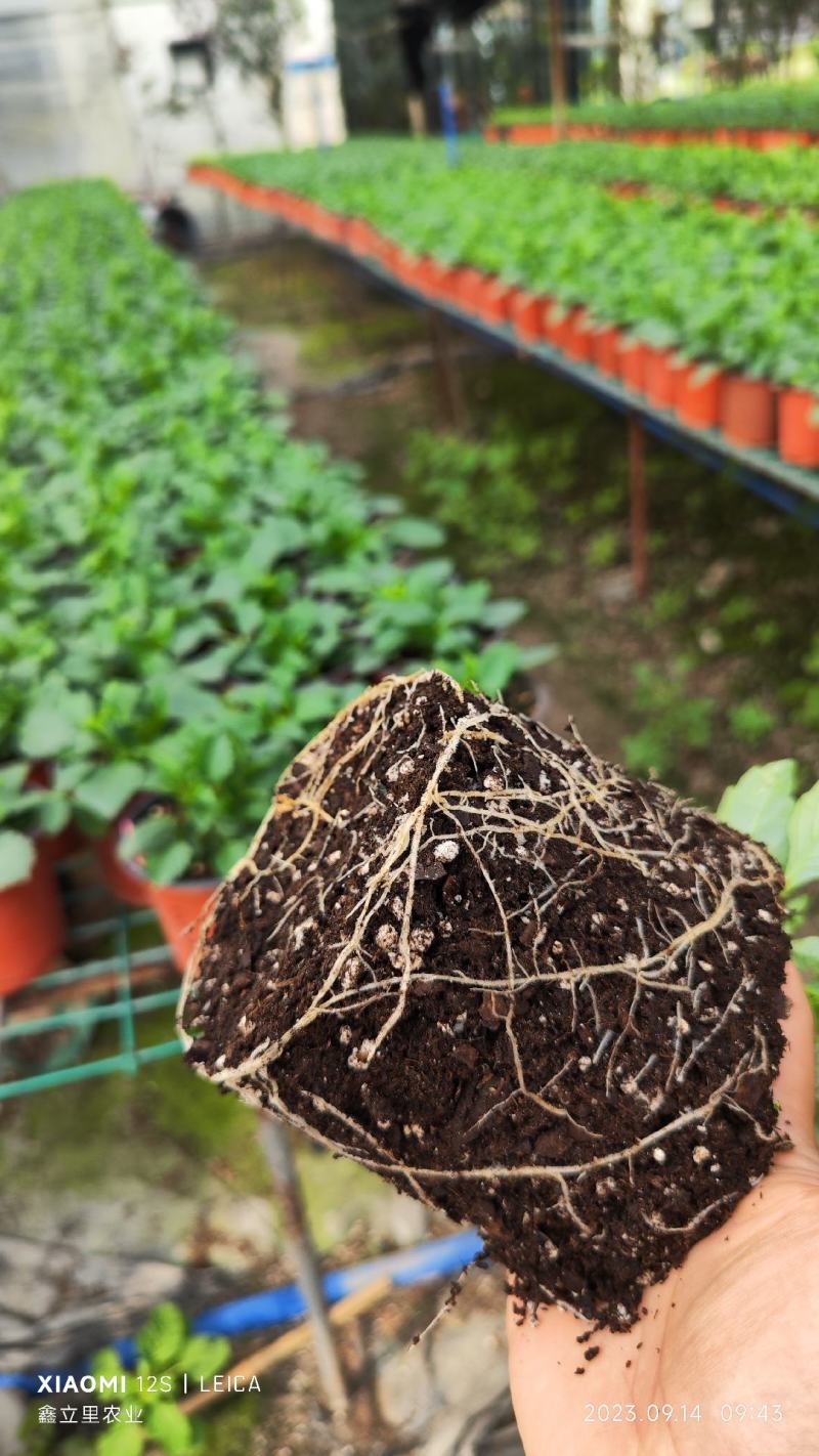 无土栽培基质，蓝莓基质，绣球月季基质。定制生产代加工合作