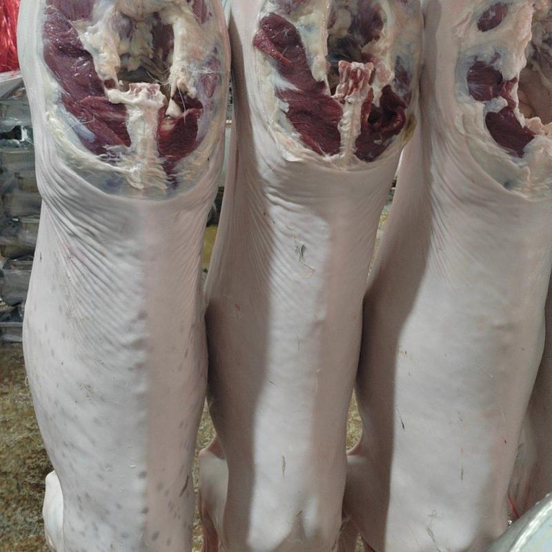 白条羊羊酮体生羊肉内蒙古产地直发诚信经营质量保证电联