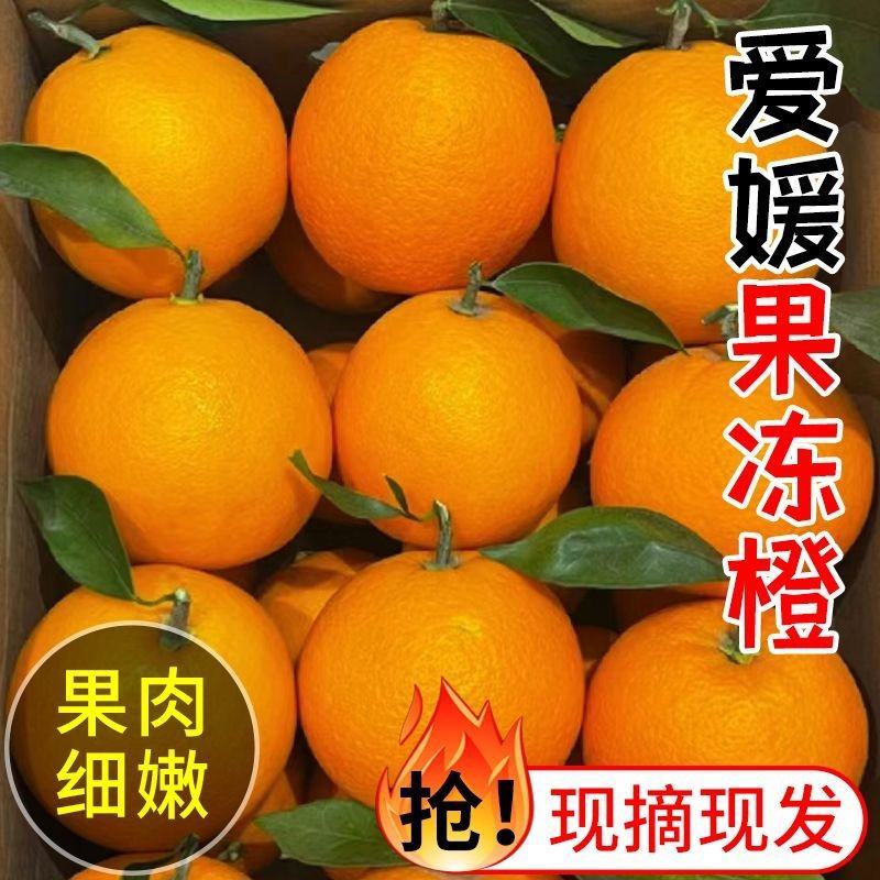 爱媛橙38