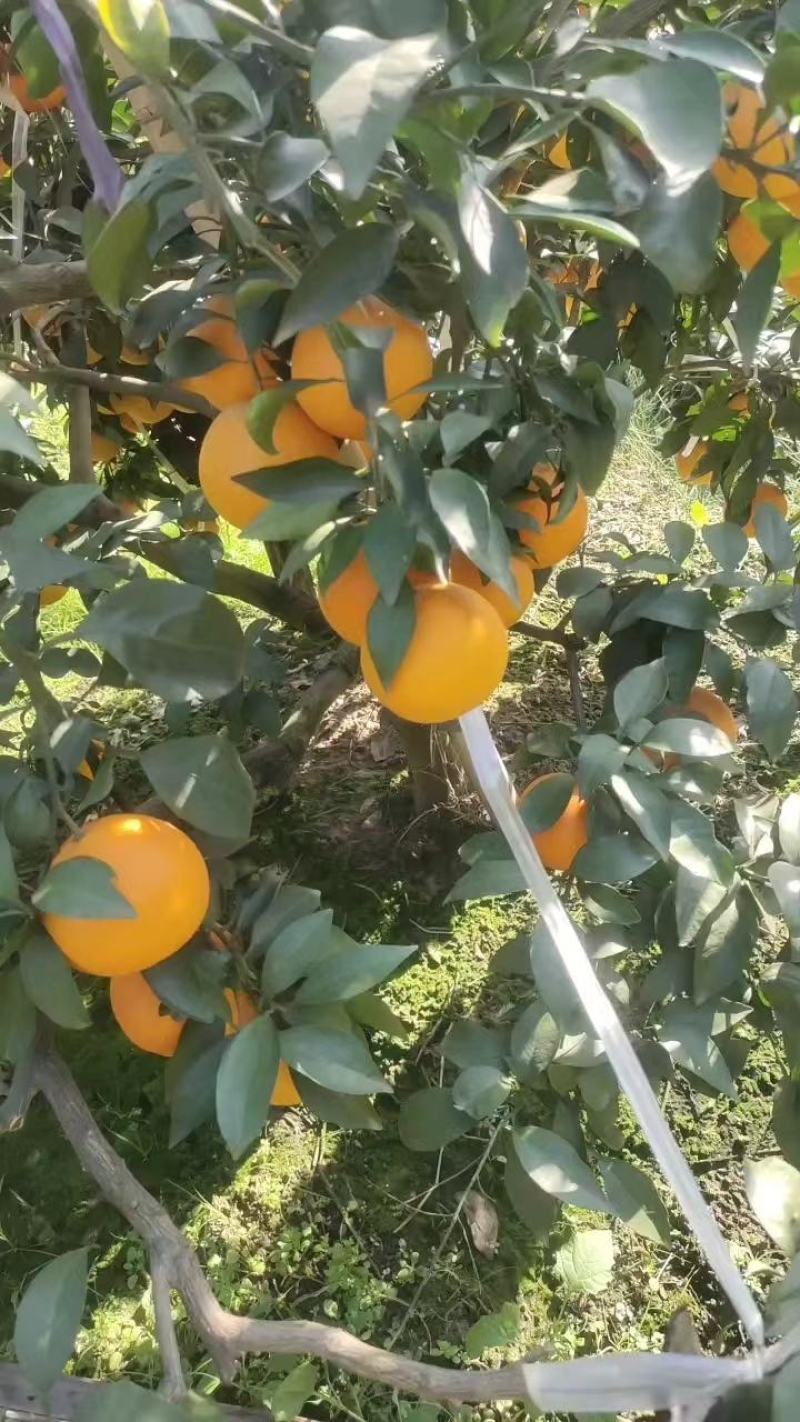 爱媛橙38
