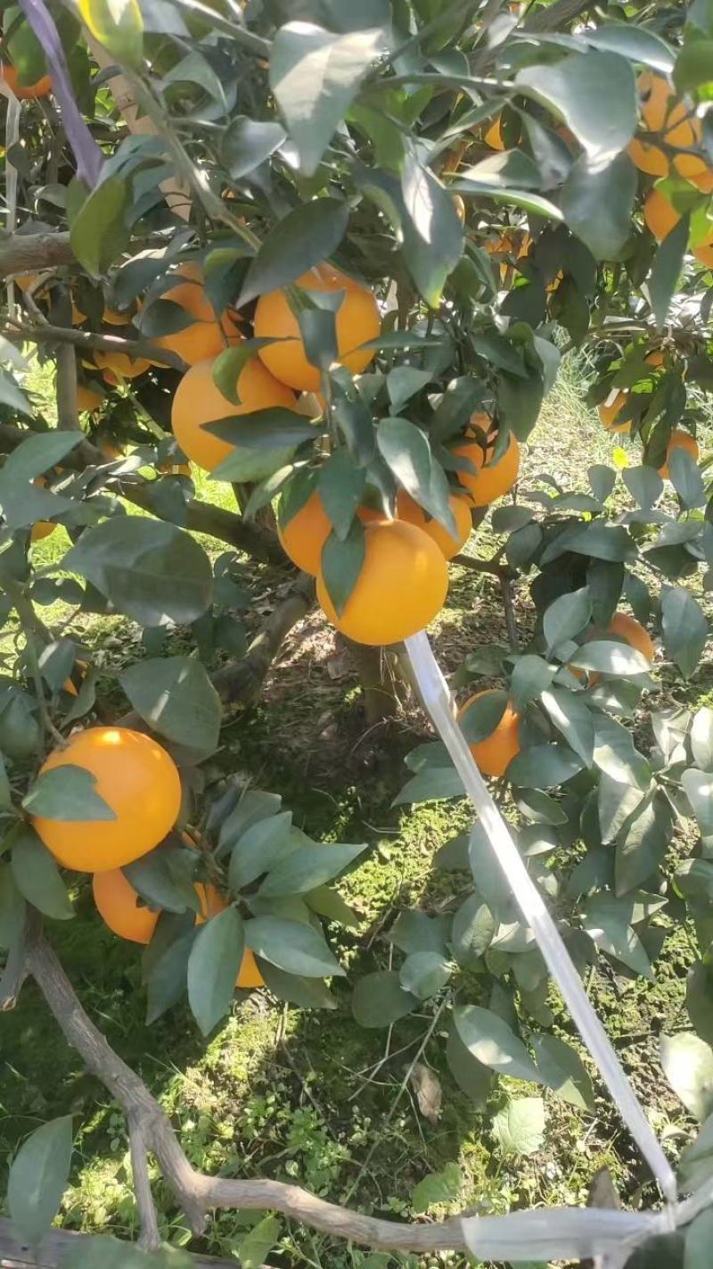 爱媛橙38