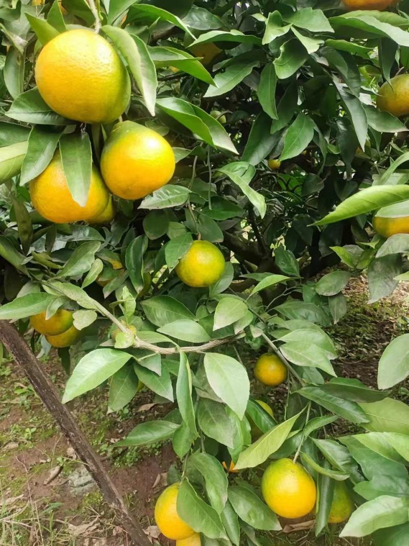 爱媛橙38