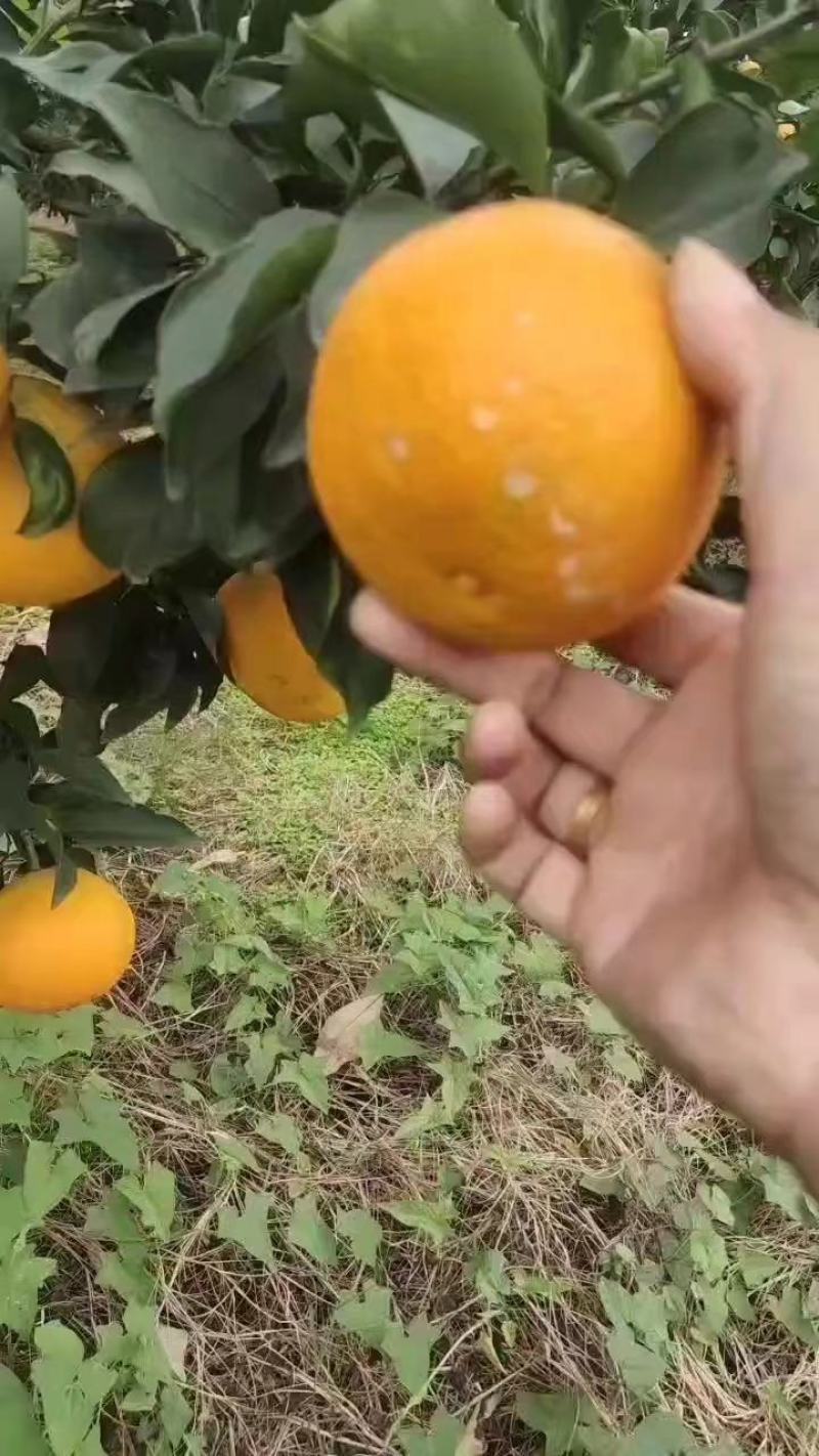 爱媛橙38