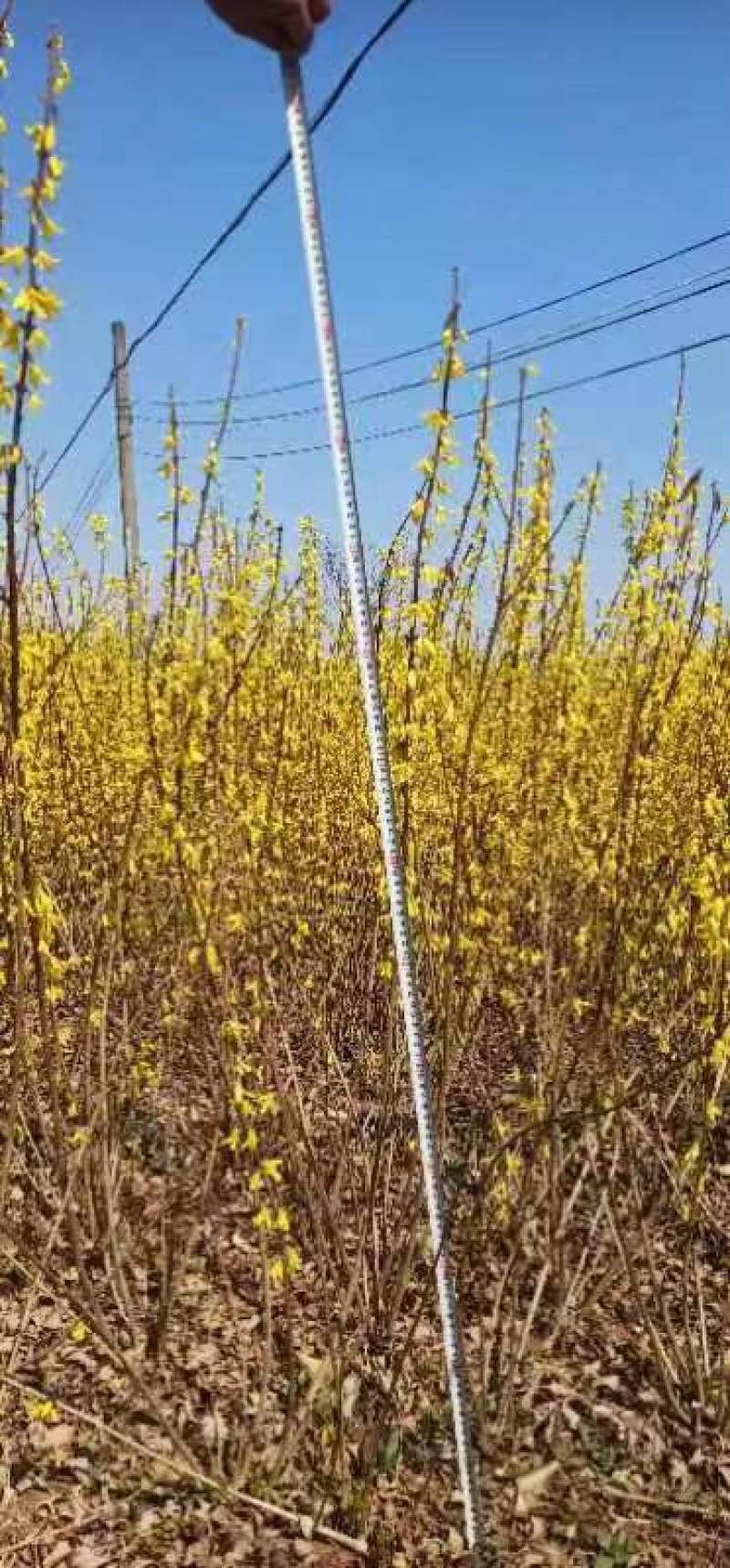 连翘苗1/三年生，一年生数量大，0.3至0.8规格，药用