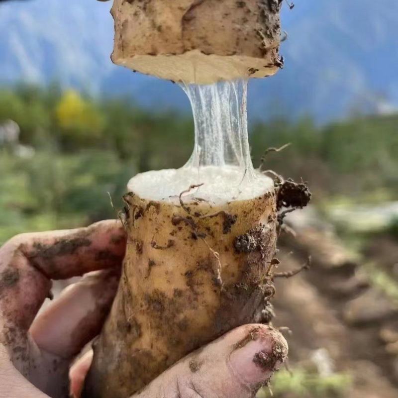 温县铁棍山药，寻找通货老板