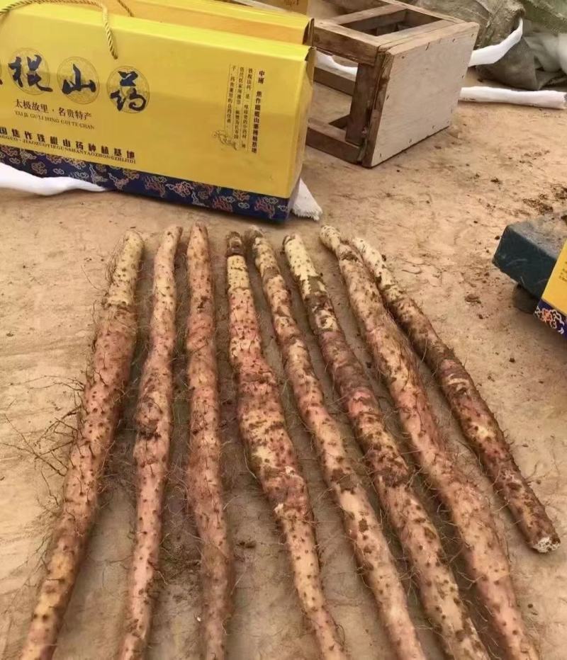 温县铁棍山药，寻找通货老板