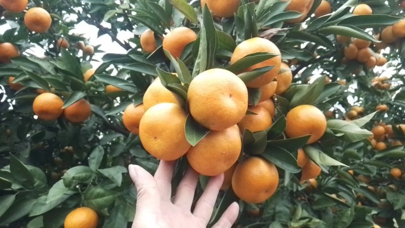 陕西汉中绿皮蜜橘大量上市，皮薄，汁多，颜色光亮