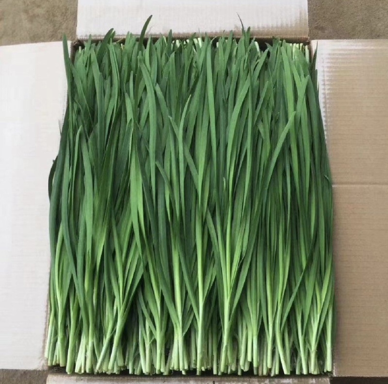 精品韭菜大量上市