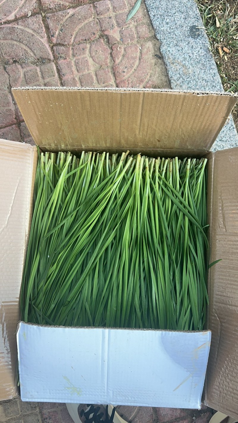 精品韭菜大量上市