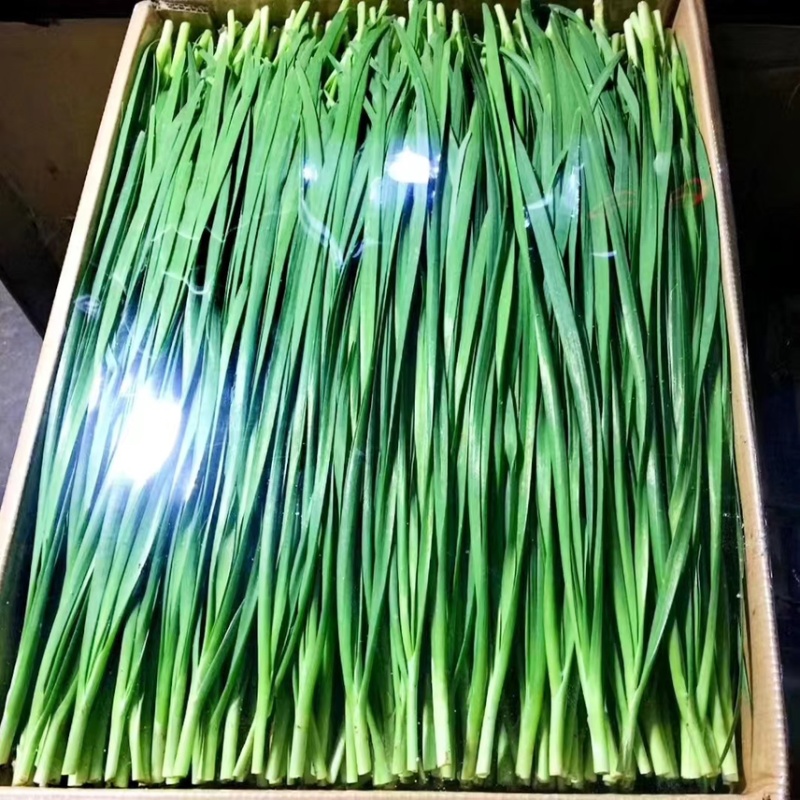 精品韭菜大量上市
