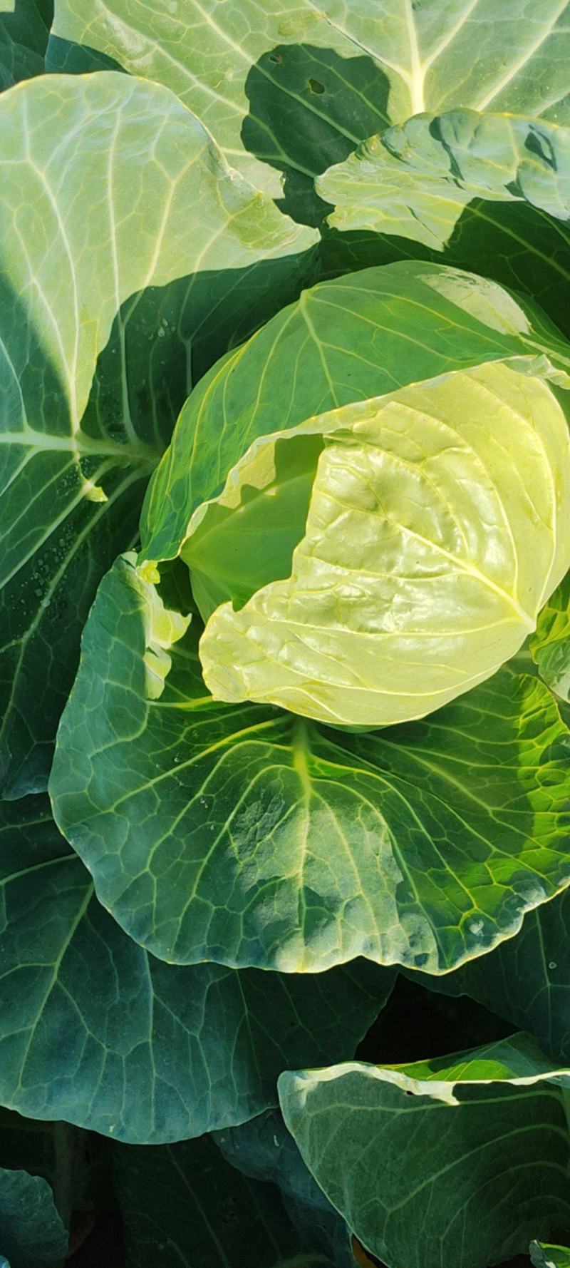 旺旺甘蓝楚禾5甘蓝万亩基地一手货源颜色绿质量好诚信第一
