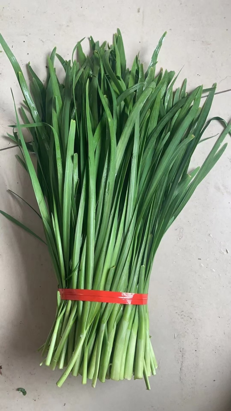 精品韭菜大量上市