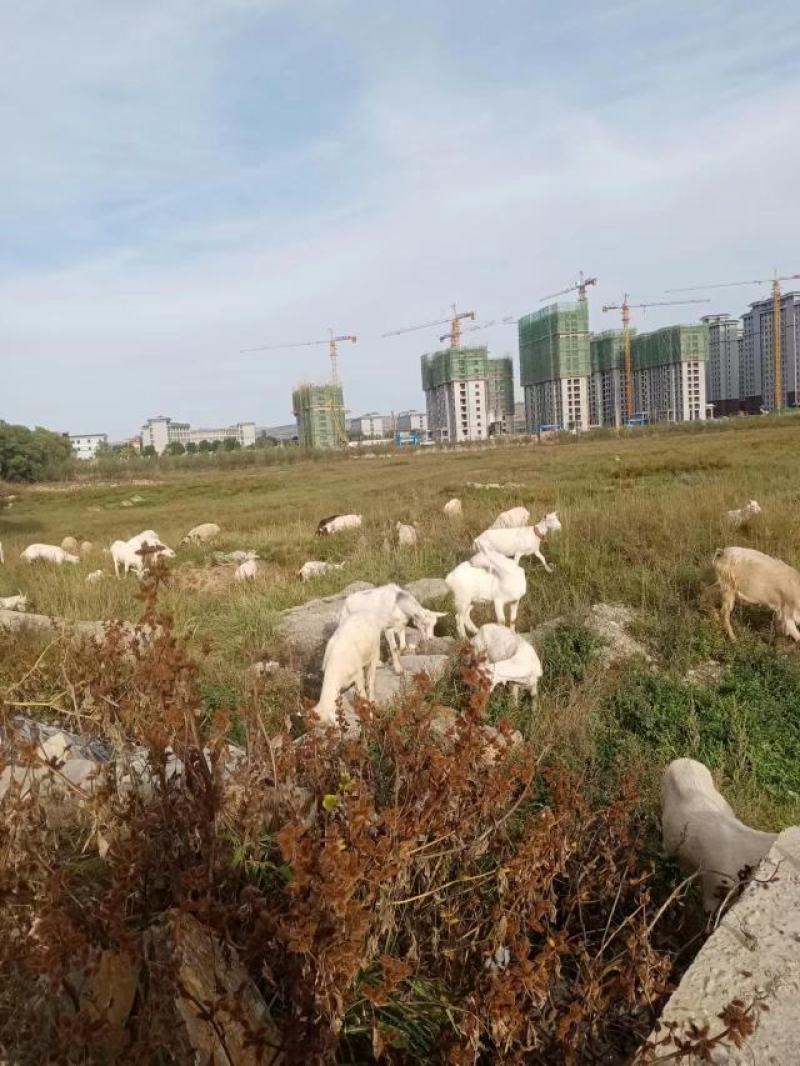 甘肃草标山羊，产地直发，一手货源，对接全国，欢迎来电