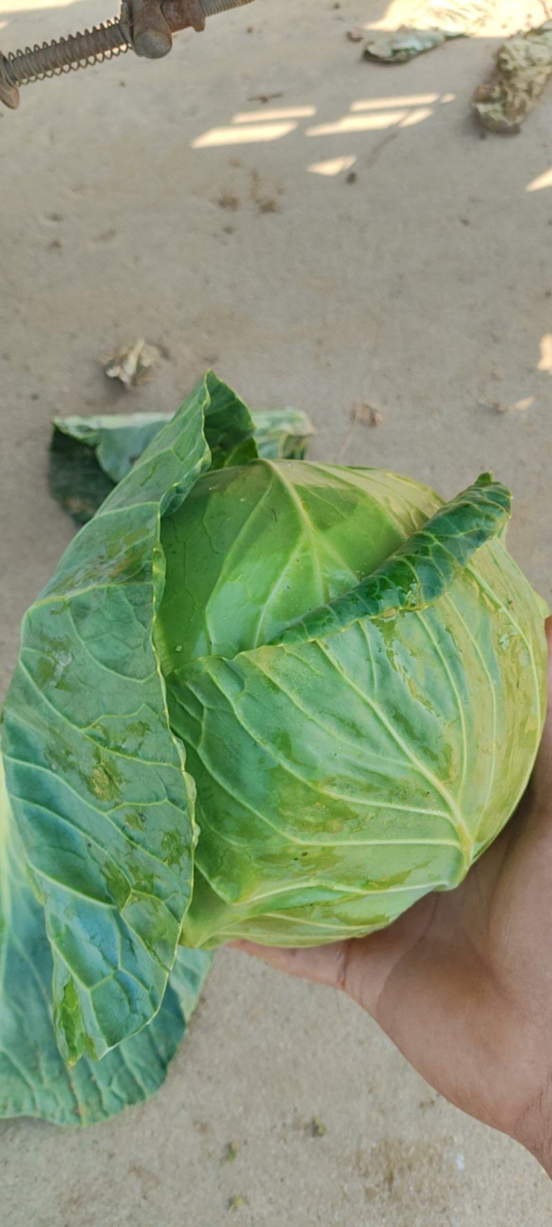 旺旺甘蓝楚禾5甘蓝万亩基地一手货源颜色绿质量好诚信第一