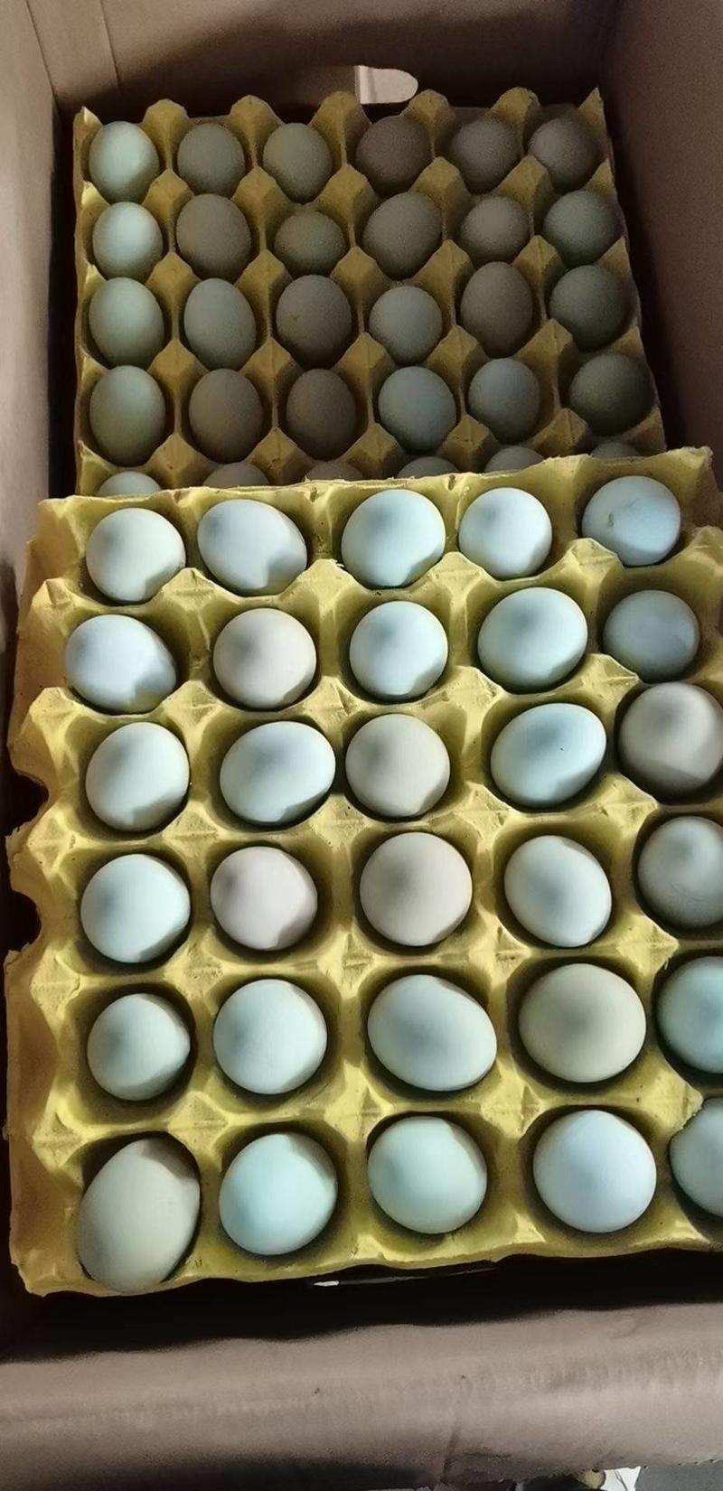 精品初生绿壳蛋毛重32-38斤日捡日发全国发货