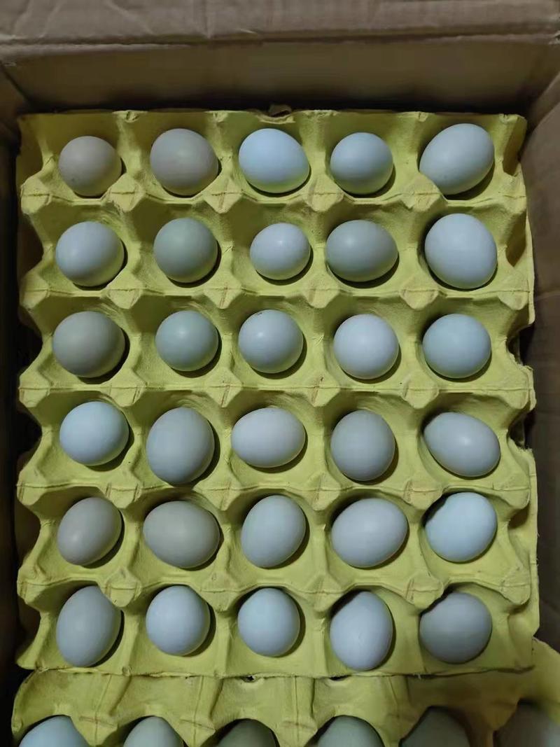 精品初生绿壳蛋毛重32-38斤日捡日发全国发货