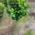 山茶花