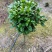 山茶花