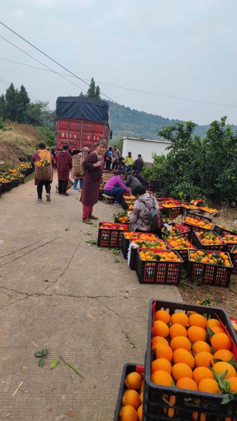 脐橙纽荷尔九月红长虹血橙大量有货，产地直销价格便宜.