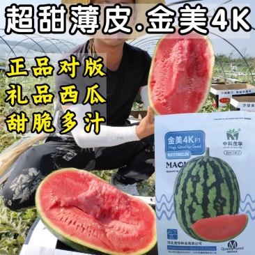 金美4K西瓜种子中小型礼品西瓜种籽红瓤甜脆超甜薄皮手掰