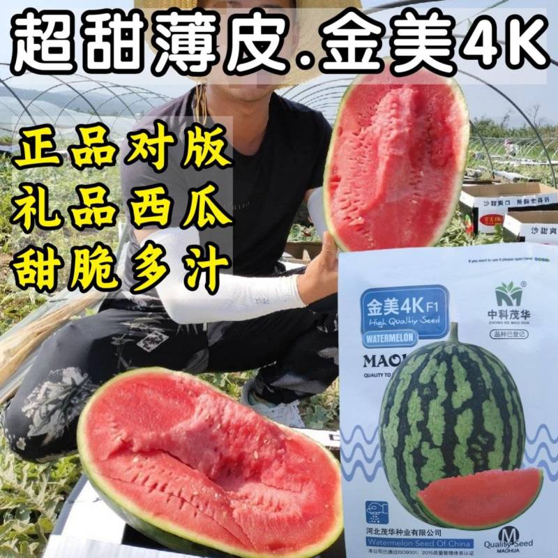 金美4K西瓜种子中小型礼品西瓜种籽红瓤甜脆超甜薄皮手掰