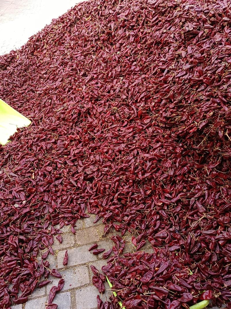 辣椒北京红大量上市，干度好颜色正，大型场地可加工。