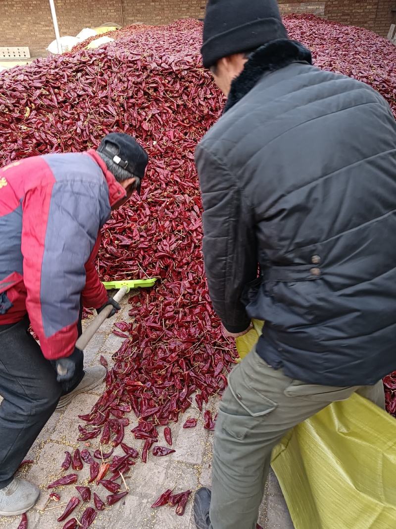 辣椒北京红大量上市，干度好颜色正，大型场地可加工。