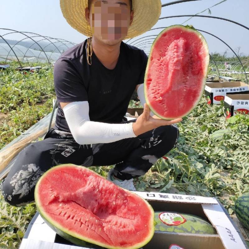 金美4K西瓜种子中小型礼品西瓜种籽红瓤甜脆超甜薄皮手掰
