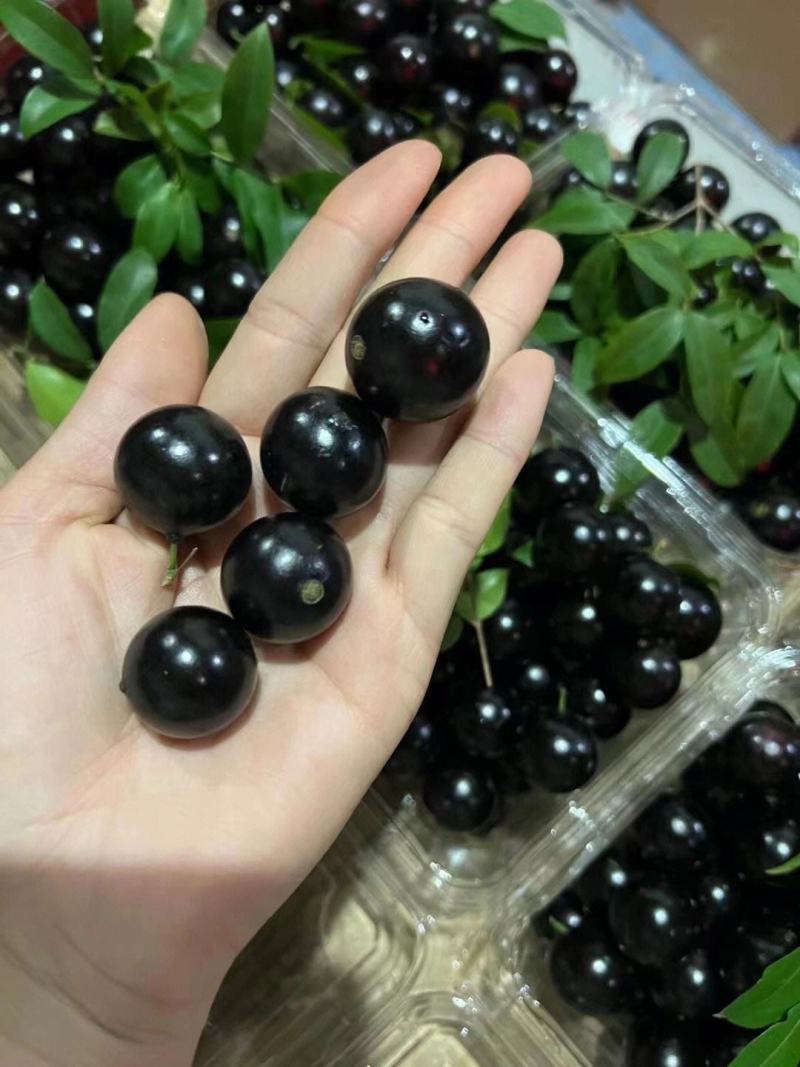 树葡萄，